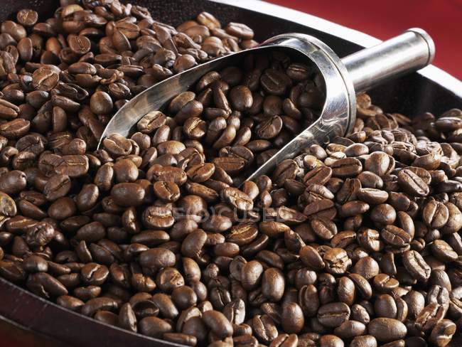 Roasted Coffee beans with scoop — Stock Photo