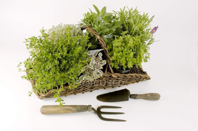 Fresh herbs in basket — Stock Photo