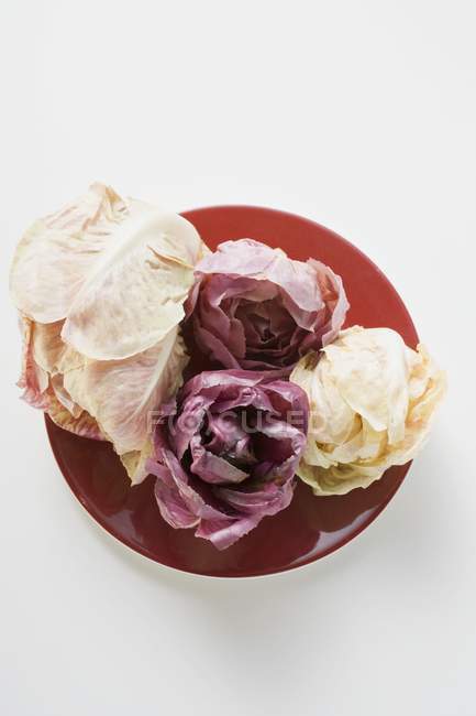 Diversi tipi di radicchio su piatto rosso su fondo bianco — Foto stock