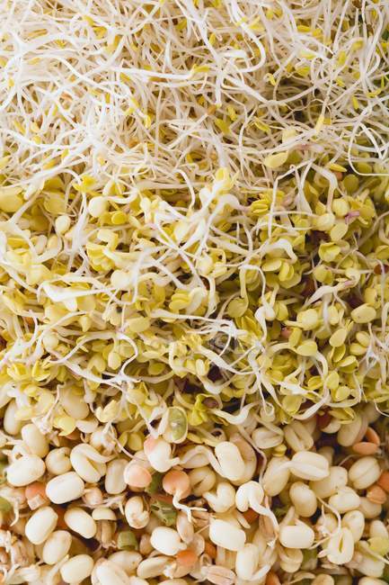 Various types of sprouts — Stock Photo