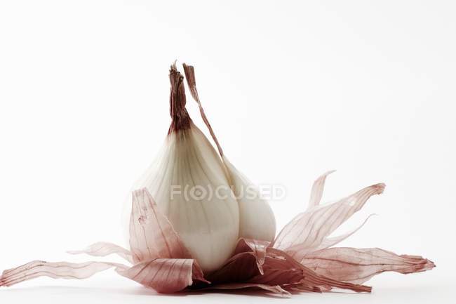 Oignon sur fond blanc — Photo de stock