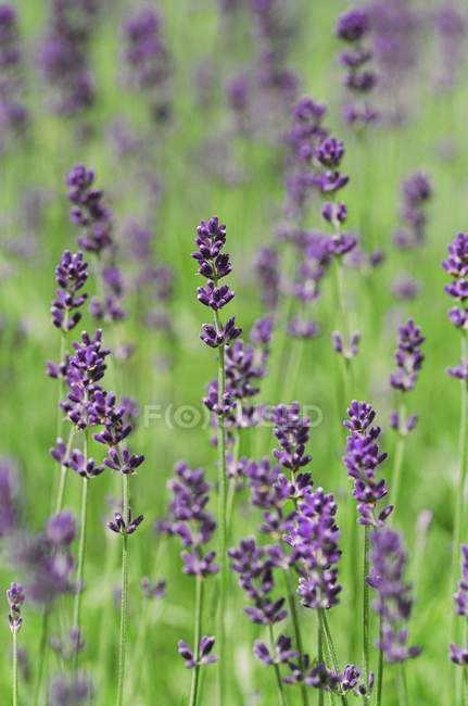 Nahaufnahme tagsüber Ansicht der blühenden Lavendel auf dem Feld — Stockfoto