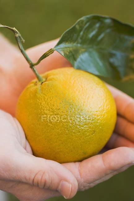 Hands holding clementine with leaf — Stock Photo