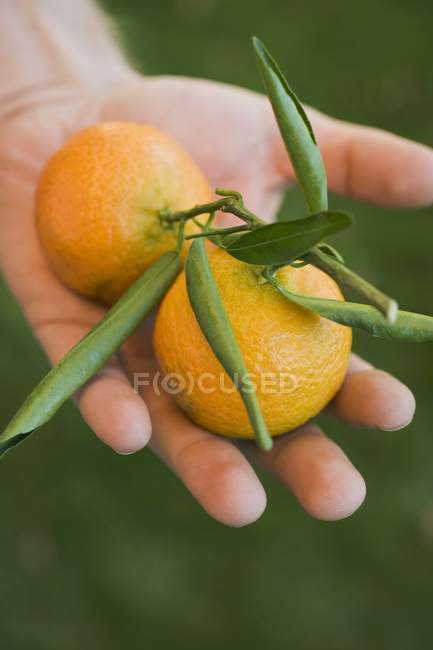 Hand hält Clementinen — Stockfoto
