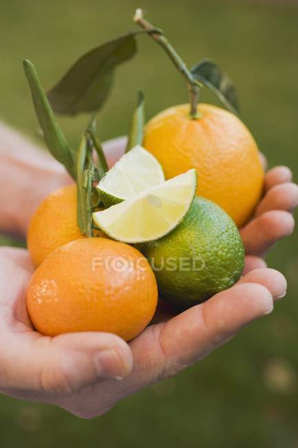 Closeup view of human hands holding assorted citrus fruits — Stock Photo