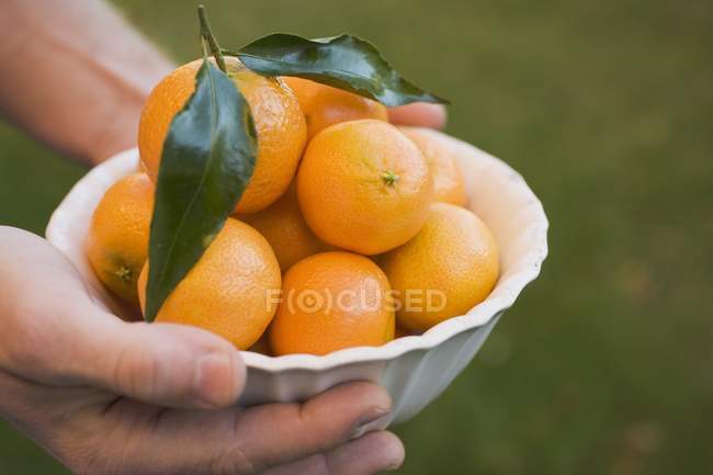 Hands holding clementines in bowl — Stock Photo