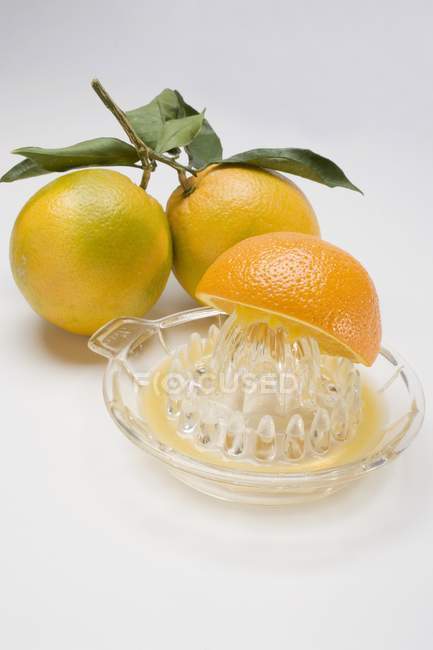 Свіжі апельсини та цитрусові — стокове фото