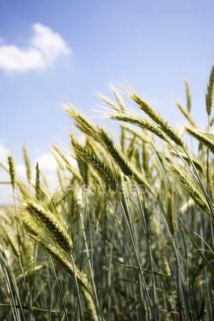 Daytime view of rye ears in the field — Stock Photo