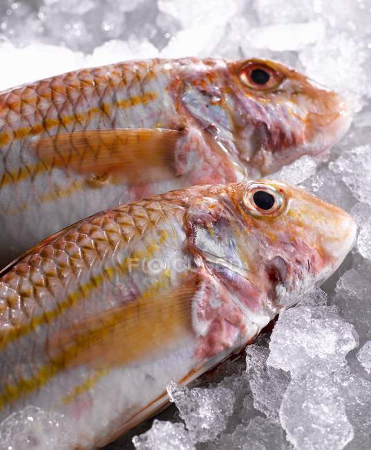 Fresh red mullet on ice — Stock Photo