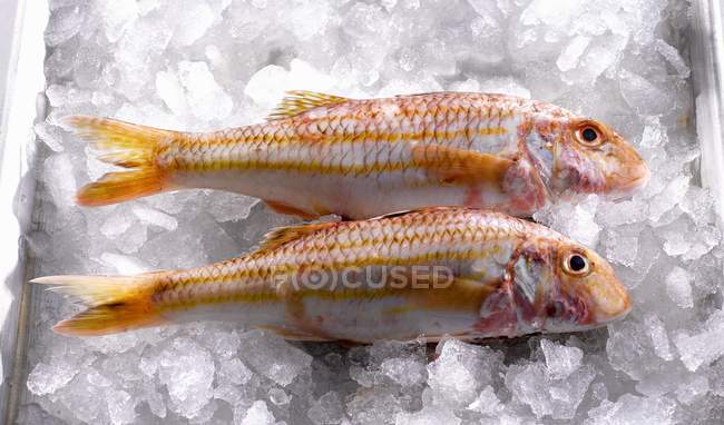 Fresh red mullet on ice — Stock Photo