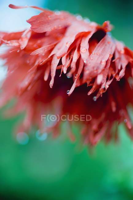 Closeup view of red oriental poppy with dewdrops — Stock Photo