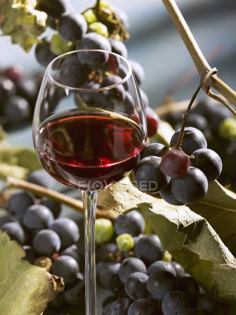 Verre de vin rouge aux raisins — Photo de stock