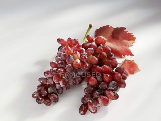 Спелый красный виноград с листьями — стоковое фото