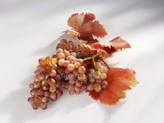 Спелый красный виноград с листьями — стоковое фото