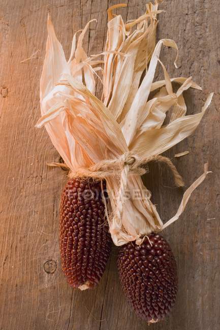 Cobs of ripe corn — Stock Photo