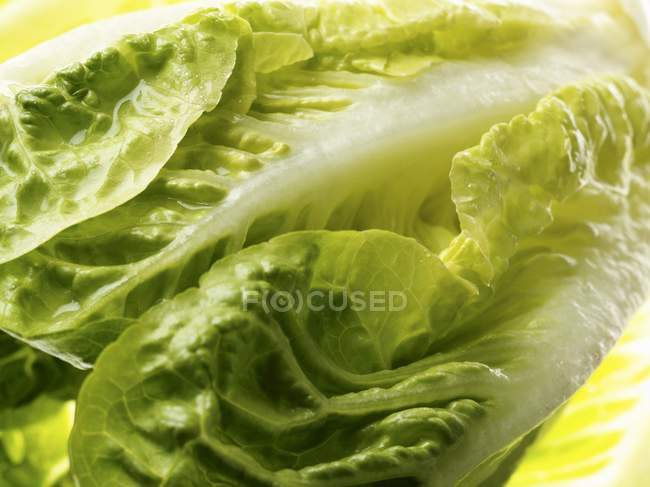 Romaine lettuce leaves — Stock Photo