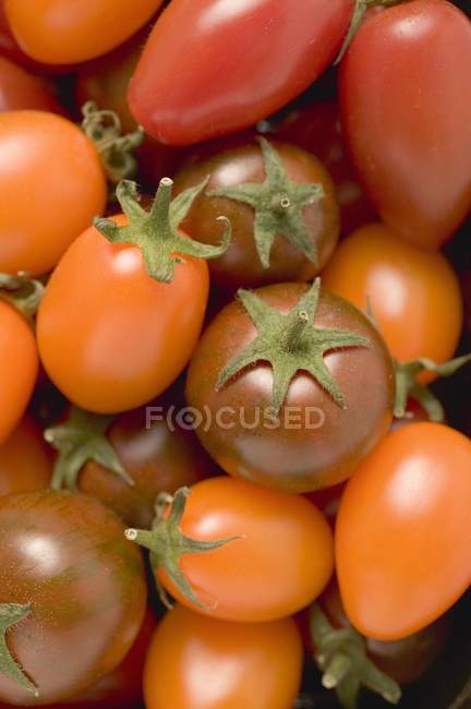 Diversi tipi di pomodori — Foto stock