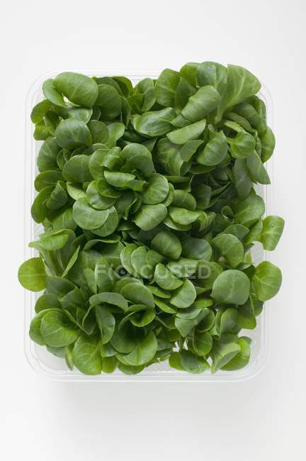 Corn salad in plastic punnet — Stock Photo