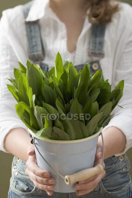 Ramsons frais ail sauvage — Photo de stock