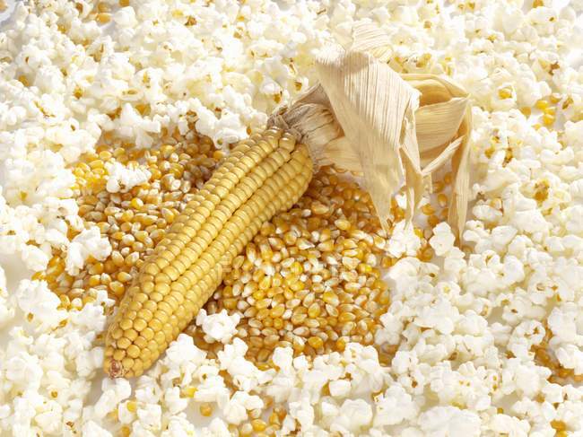 Mazorca de maíz y granos - foto de stock