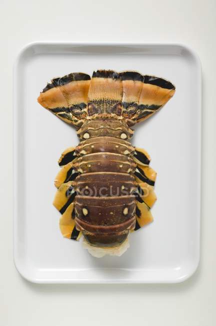 Slipper lobster on white platter — Stock Photo