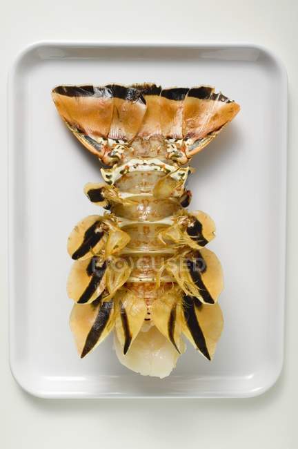 Slipper lobster, underside — Stock Photo