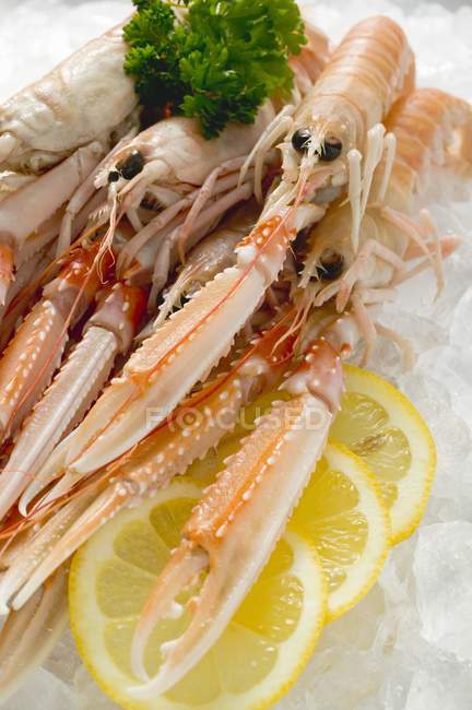 Closeup view of scampi with lemon slices and herb on crushed ice — Stock Photo