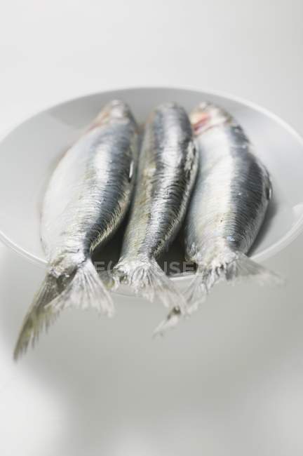 Fresh Anchovies in bowl — Stock Photo