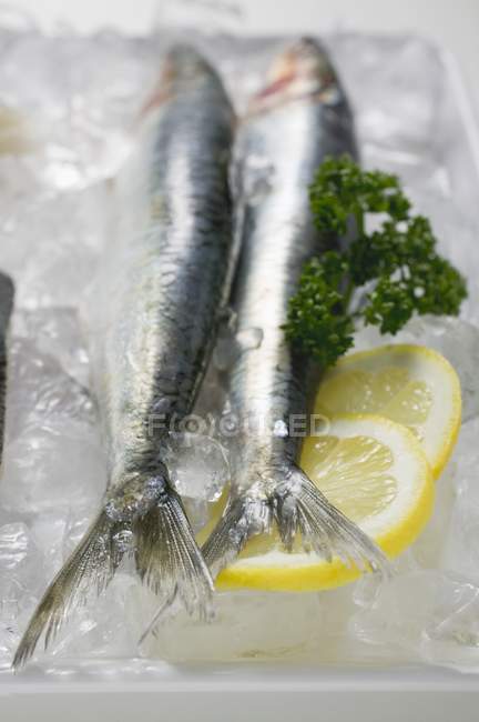 Anchovies on platter of ice — Stock Photo