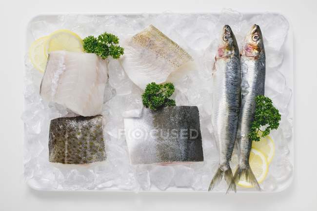 Whole and sliced fishes on platter of ice — Stock Photo