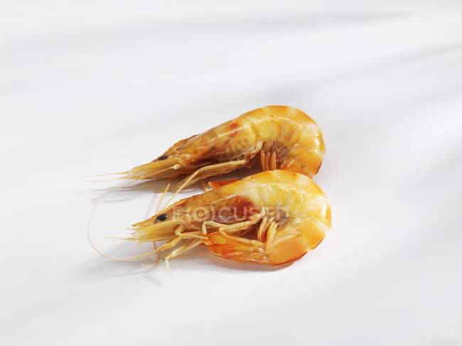 Two shrimp on white — Stock Photo