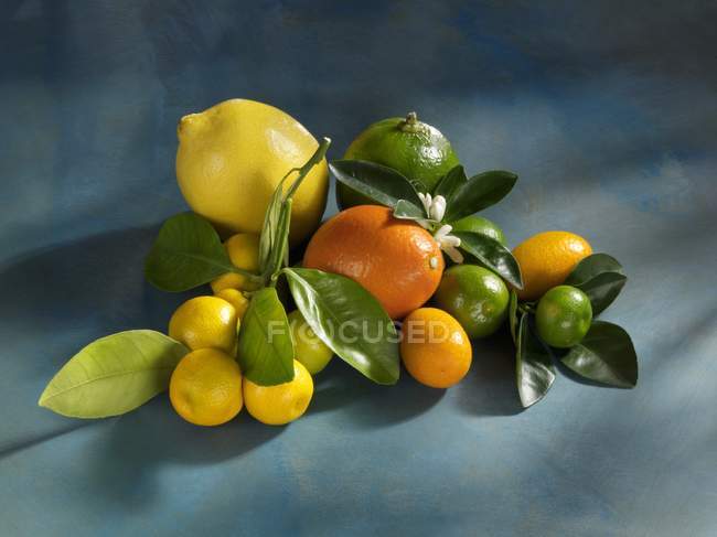 Fresh and organic citrus fruits — Stock Photo