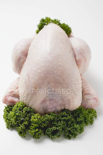 Свежая курица, украшенная петрушкой — стоковое фото