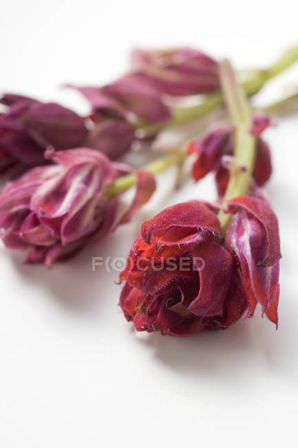 Vista de cerca de las flores de salvia roja en la superficie blanca - foto de stock