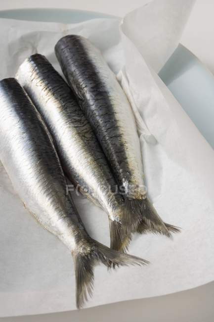 Sardine fresche crude — Foto stock