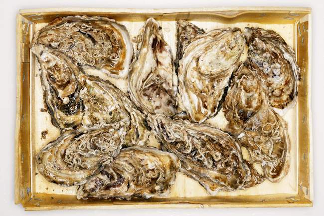Fresh oysters in crate — Stock Photo