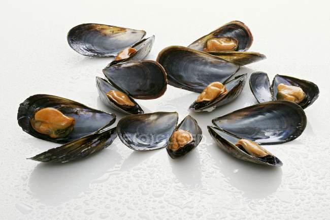 Boiled opened Mussels — Stock Photo