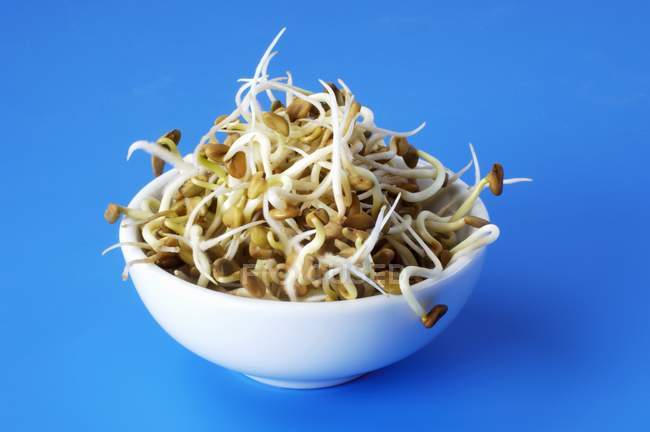 Fenugreek sprouts in bowl — Stock Photo