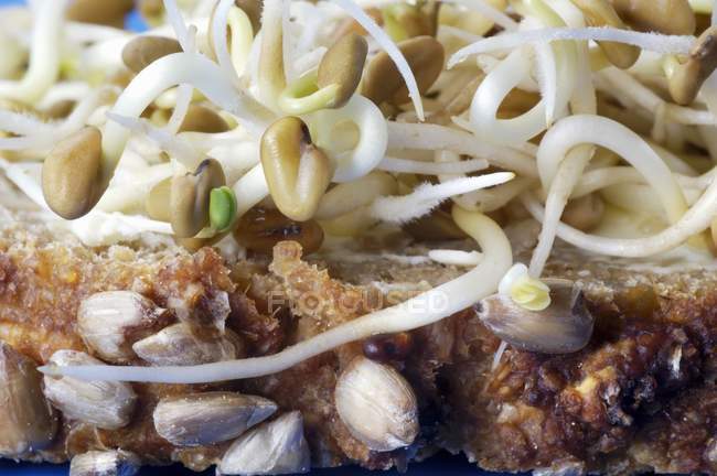 Fenugreek sprouts on bread — Stock Photo
