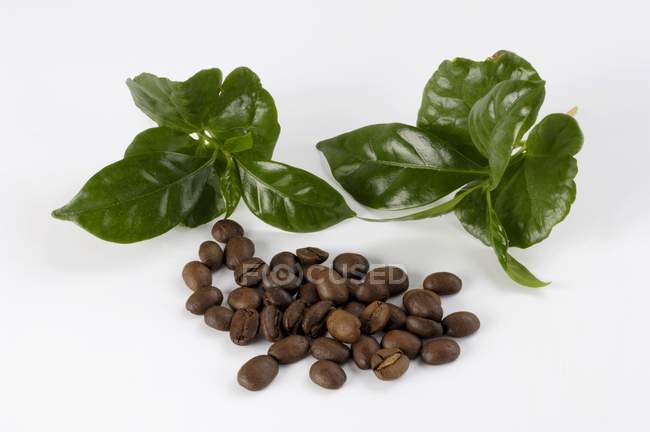 Granos de café y hojas verdes - foto de stock