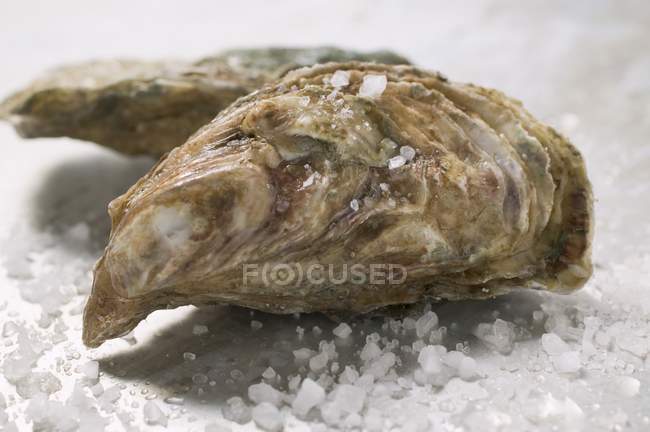 Fresh oysters with coarse salt — Stock Photo