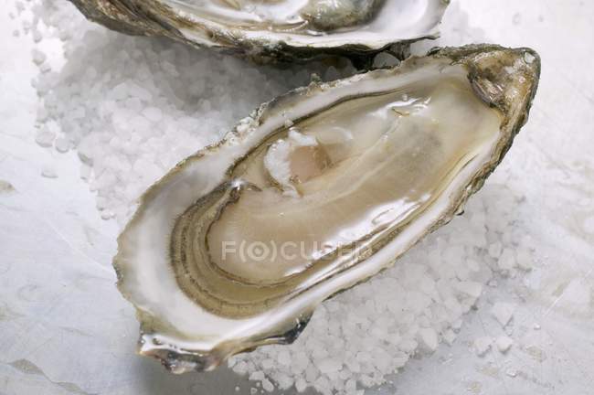 Fresh oysters, opened — Stock Photo