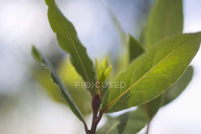 Folhas de louro frescas — Fotografia de Stock