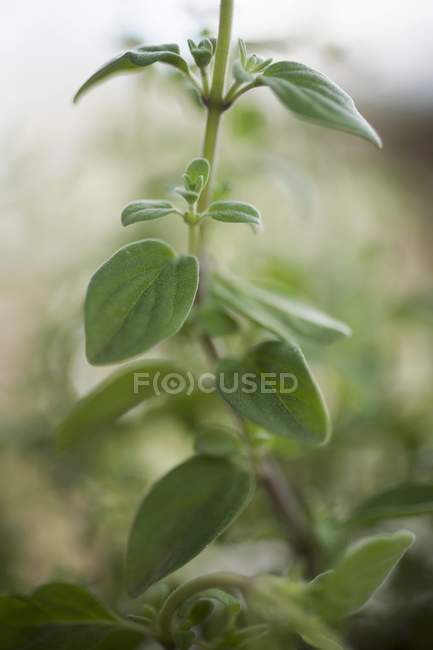 Oregano wächst im Garten — Stockfoto