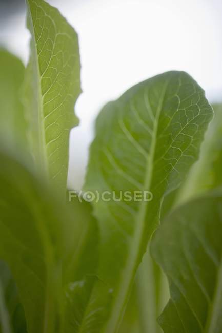 Pianta di lattuga verde — Foto stock