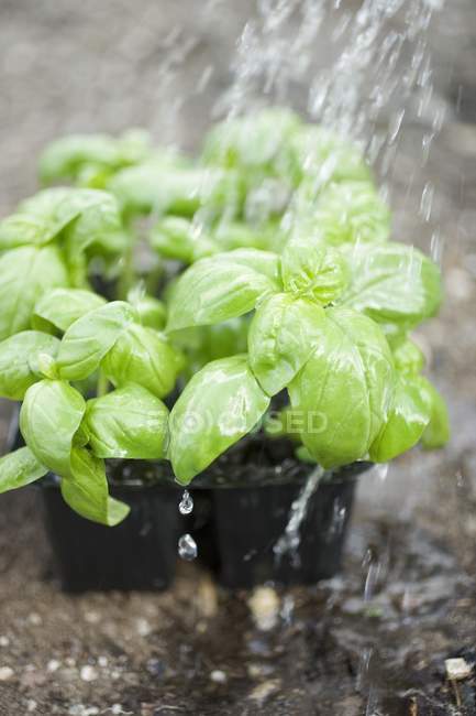 Watering fresh basil — Stock Photo