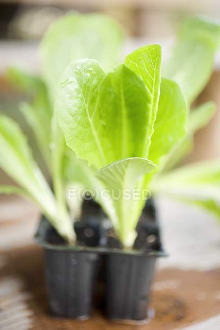 Plantas de lechuga en módulos - foto de stock