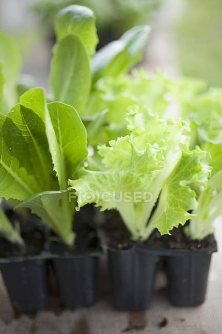 Різні типи рослин салату — стокове фото