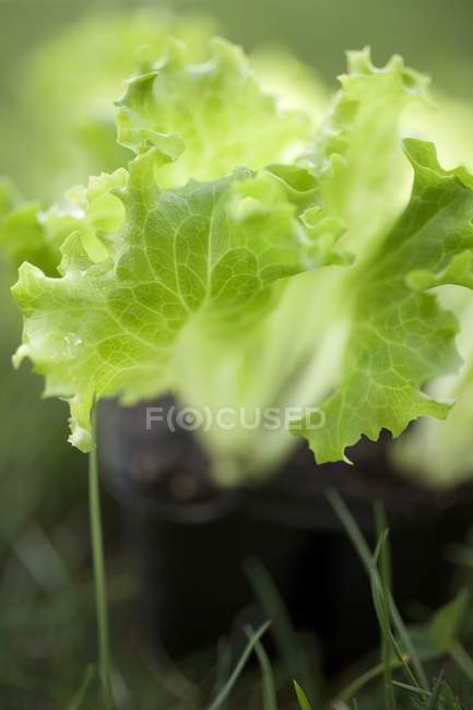 Alface fresca planta — Fotografia de Stock