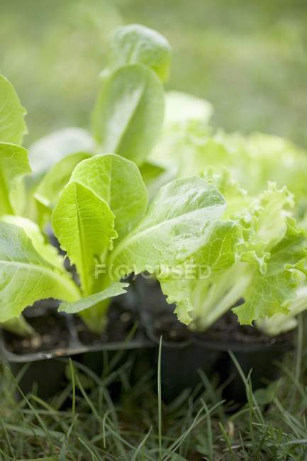 Salatpflanzen in Modulen — Stockfoto